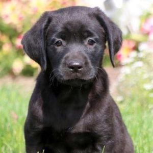 Meet your Posher, Sydney